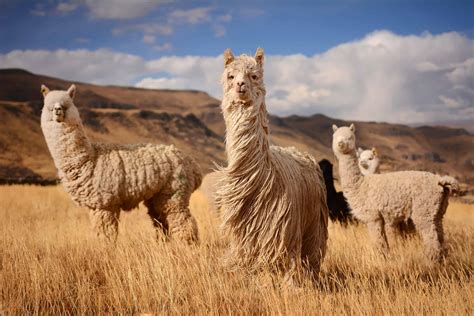 Do llamas like music? An exploration into the world of music and llamas