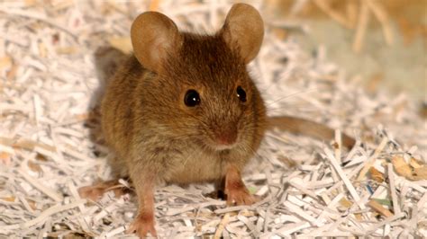 Do Mice Like Music? And What Does it Say about Their Connection to Human Emotions?